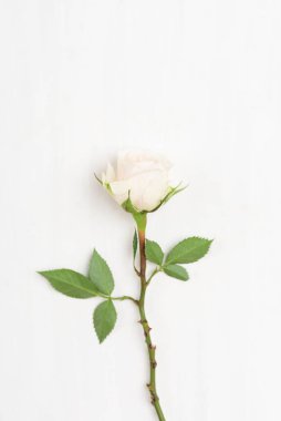 Özel bir gün için beyaz masadaki güzel beyaz gülü kapatın.