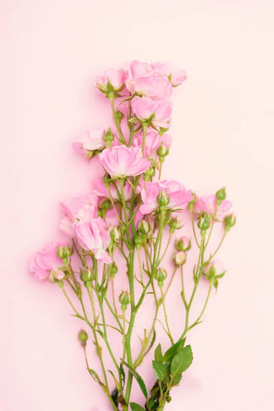 美丽的粉红玫瑰花束在乳白色的背景上 — 图库照片