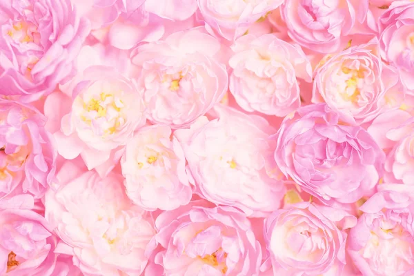 美丽的粉红玫瑰为背景 情人节 — 图库照片
