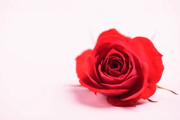 Primer Plano Flor Rosa Roja Hermosa Día San Valentín — Foto de Stock
