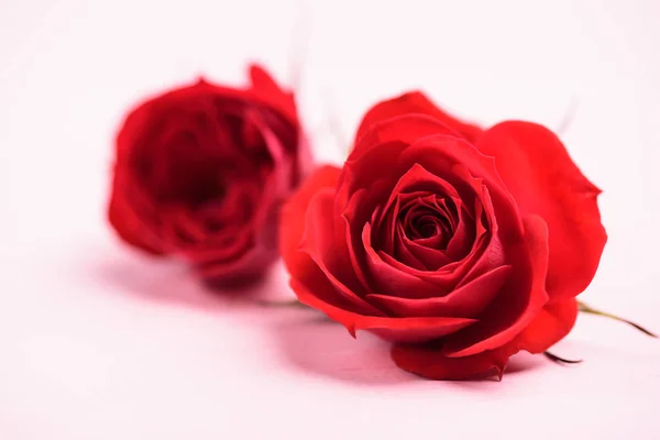Primer Plano Hermosas Rosas Rojas Flor Flor Día San Valentín — Foto de Stock