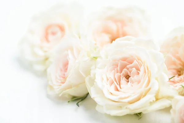 Zblízka Krásné Bílé Růže Květiny Květy Valentýna — Stock fotografie