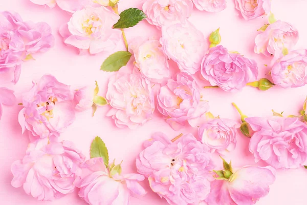 美丽的粉红玫瑰绽放在粉红的背景下 情人节 — 图库照片