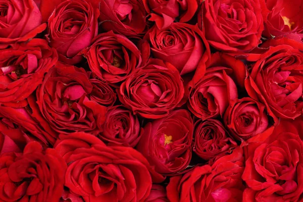 Mooie Rode Rozen Bloem Voor Achtergrond Valentijnsdag Stockfoto