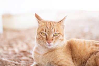 Tatlı kızıl kedi.