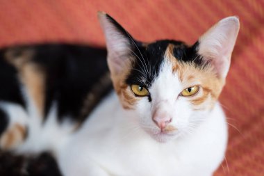 Sevimli üç renkli kedi kameraya bakıyor.