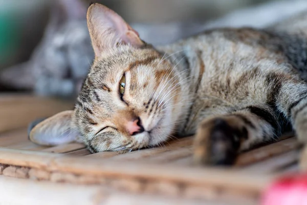 Chat Mignon Dormant Sur Une Table Bois — Photo