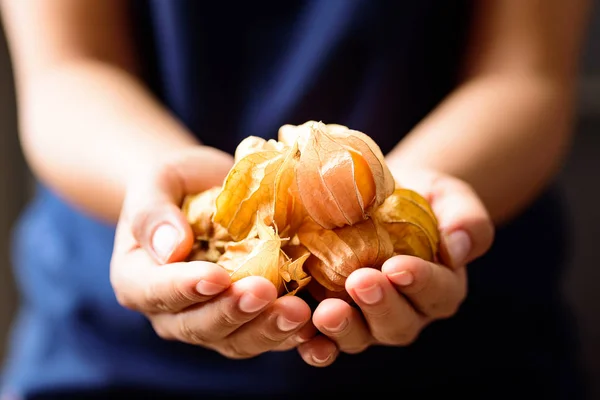 Cape gooseberry fruit (golden berry or physalis) holding by hand