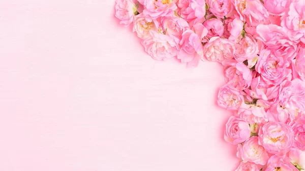粉色背景上美丽的粉红玫瑰绽放 有复制空间 — 图库照片