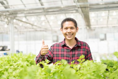 Hydroponics sebze çiftliğinde Asyalı çiftçi