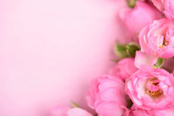Beautiful pink roses flower on pink background with copy space