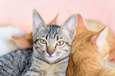 Cute tabby cat are relaxing with ginger cat, pet at home