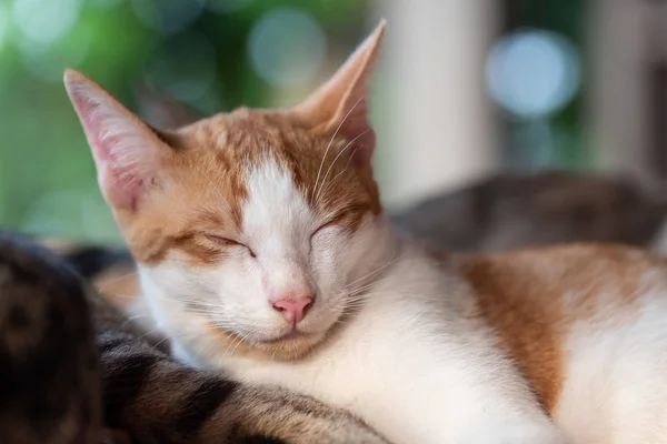 Χαριτωμένες Γάτες Κοιμούνται Μαζί Κατοικίδιο Ζώο Στο Σπίτι — Φωτογραφία Αρχείου
