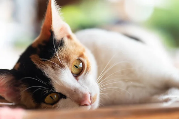 Primer Plano Tricolor Gato Acostado Estera Mascota Casa — Foto de Stock