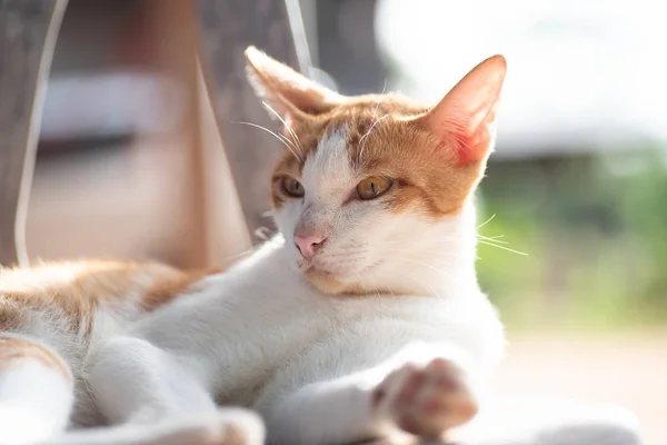 Милий Кіт Розслабляється Стільці Домашній Улюбленець — стокове фото