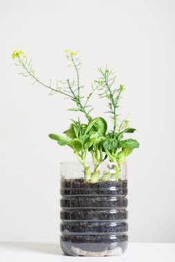 Plastik şişeler su. Sebze ekmek için şeker. Evde bitki ve dekorasyon, yeniden kullanım ve geri dönüşüm kavramları.