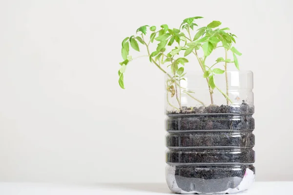 Műanyag Palackok Víz Diy Ültető Zöldség Növény Dekoráció Otthon Újrahasználat — Stock Fotó