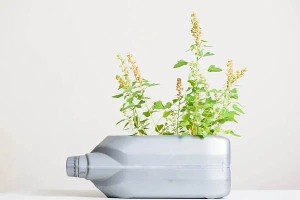 Gallon oil canister container DIY for planting quinoa plant, reuse and recycle concepts
