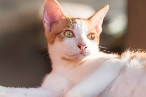 Retrato Gato Lindo Tumbado Mirando Algunas Cosas Mascota Linda Casa — Foto de Stock