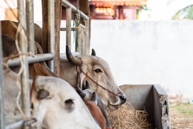 İnekler çiftlikte pirinç pipetleri, Tayland 'da çiftlik hayvanları yiyor.