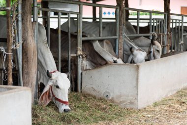 Çiftlikte ot yiyen inekler, Tayland 'da çiftlik hayvanları
