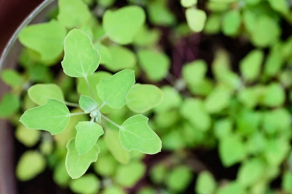 Planta Jovem Quinoa Com Folha Verde Crescendo Horta Orgânica — Fotografia de Stock