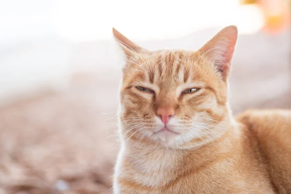 Närbild Ingefära Katt Ser Något Söta Husdjur Hemma Thailändsk Katt — Stockfoto