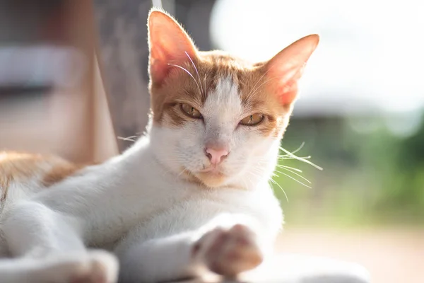 Gatto Bianco Arancione Che Rilassa Sulla Sedia Guarda Macchina Fotografica — Foto Stock