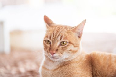 Zencefilli kedinin yakınında sevimli bir şey var.