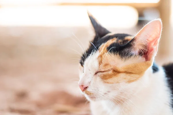 Close Gato Tricolor Bonito Está Dormindo Animal Estimação Bonito — Fotografia de Stock