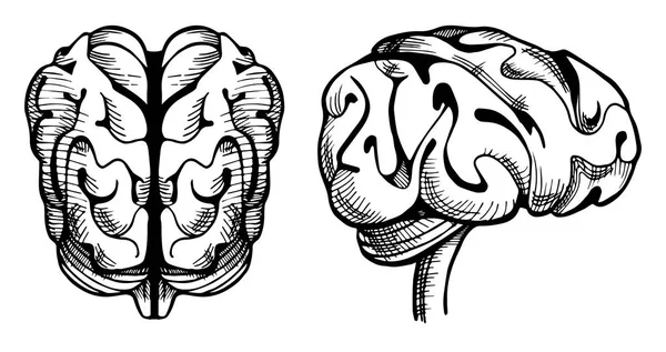 Ilustração vetorial de um cérebro. Estilo desenhado à mão — Vetor de Stock