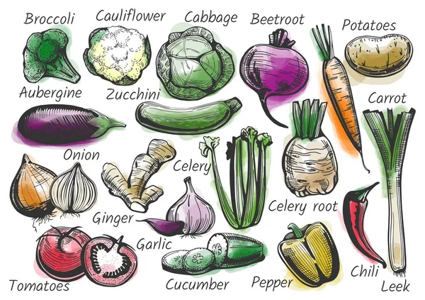 Verduras en tinta dibujada estilo con acuarela — Archivo Imágenes Vectoriales