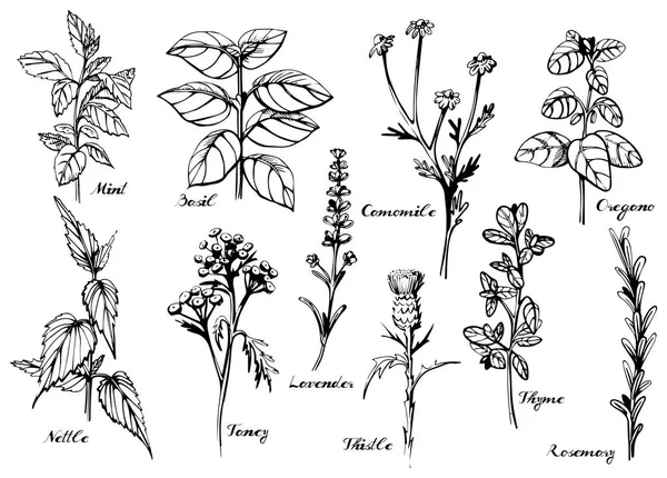 Ιατρικά βότανα σύνολο — Διανυσματικό Αρχείο