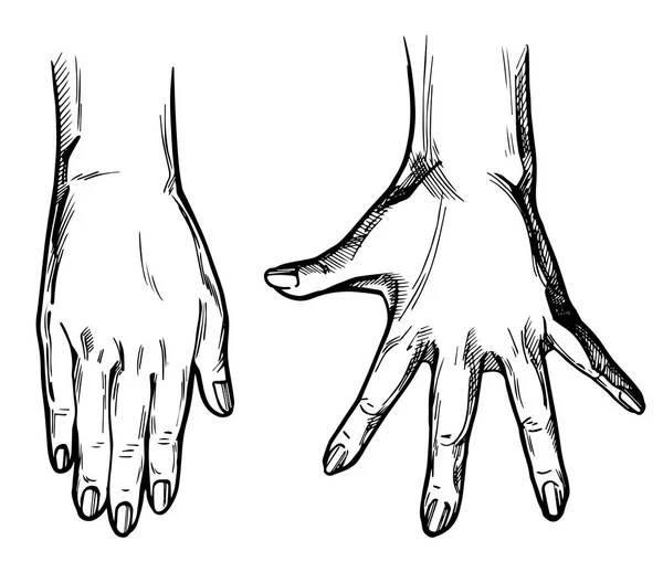 2 hands palms set — Stock Vector