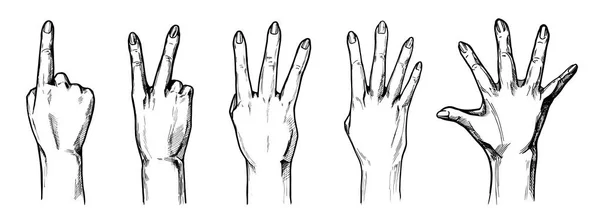 Räkna med fingrar händer 1,2,3,4,5 — Stock vektor