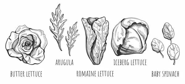 Tipos de alface desenhados à mão —  Vetores de Stock