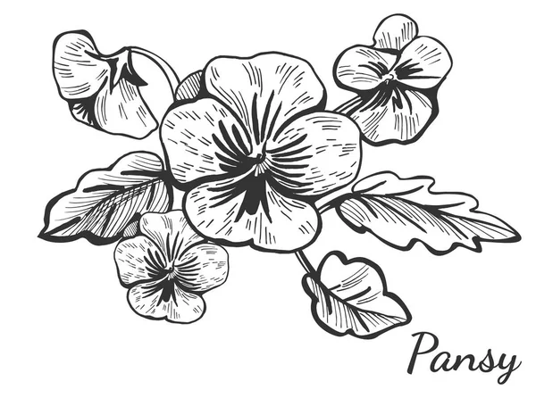 Cespuglio di fiori pansy disegnato a mano — Vettoriale Stock