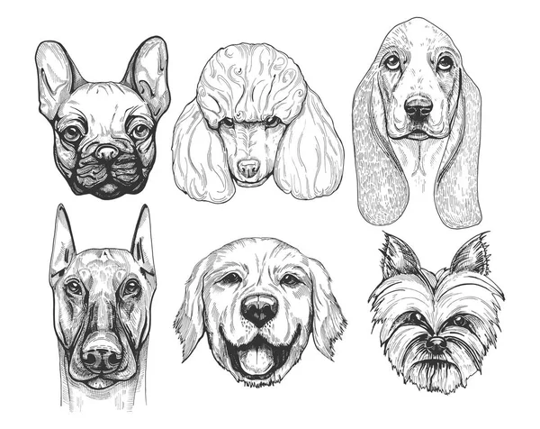 Різні собаки розмножують портрети — стоковий вектор