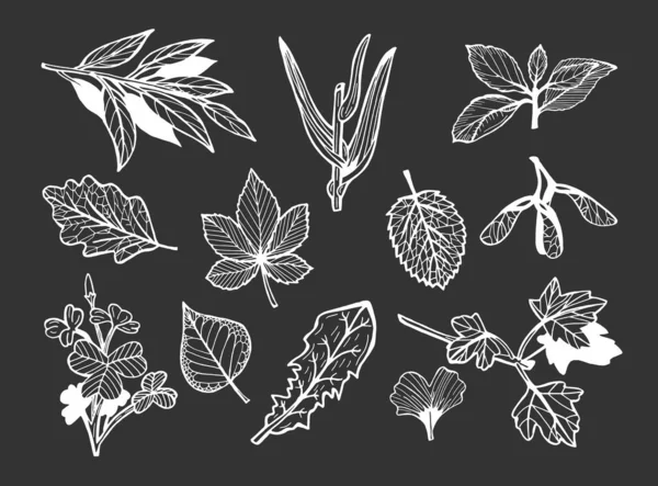 Different leaves set on black background. — Stock Vector