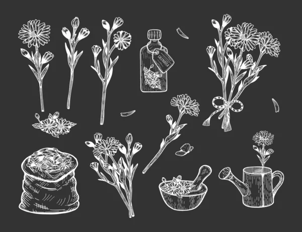 Calendula ört illustration på svart bakgrund — Stock vektor