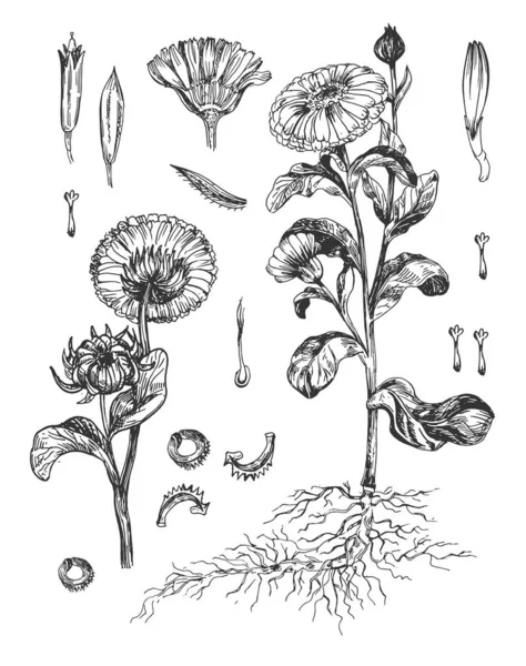Contour plante médicale calendula — Image vectorielle