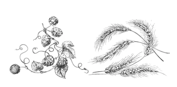 小麦耳朵、叶子和跳跃锥 — 图库矢量图片