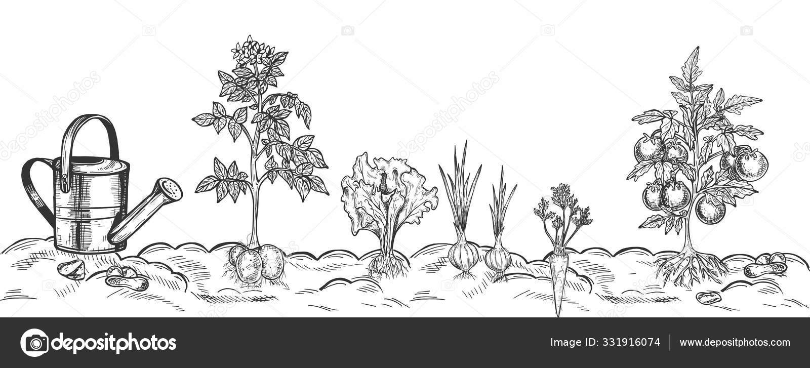 Vegetable Garden Drawing Images - Free Download on Freepik