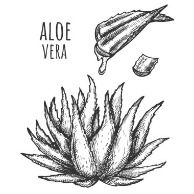 Aloe vera bitkisi ve sulu yapraklar