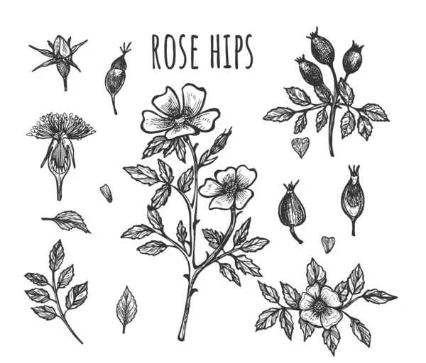 Ботанический набор из свежей дикой розы — стоковый вектор