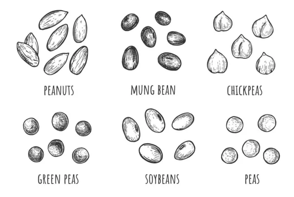 Набір насіння бобів — стоковий вектор