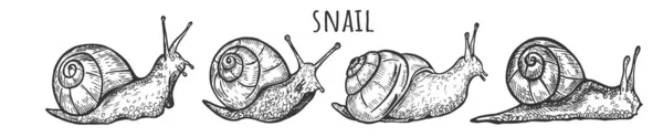 Kawaii drôle jeu de caractères escargots — Image vectorielle