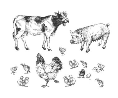 Çiftlik hayvanlarının vektör çizimi. Tavuk ve keski, domuz, inek. Doğal eko çiftçiliği. Klasik el çizimi biçimi.