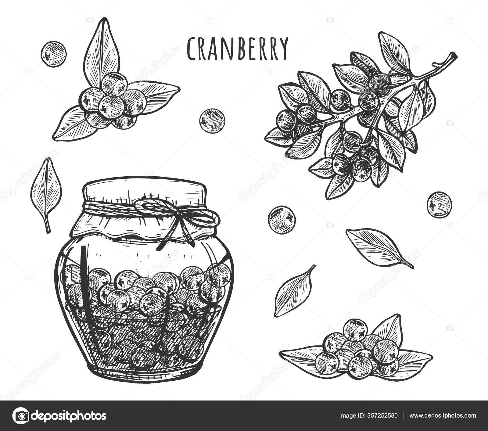 Vector Illustration Cranberry Jam Sauce Glass Jar Set Berries Plant