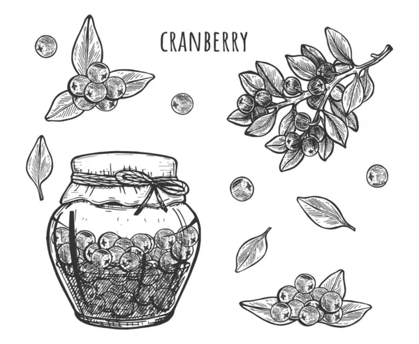 Ilustração Vetorial Compota Cranberry Molho Conjunto Frasco Vidro Bagas Plantas —  Vetores de Stock